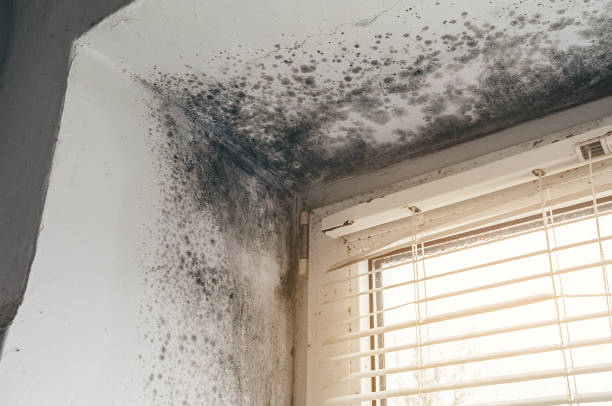 Trusted Black Mold Removal service in Three Oaks, MI - Cheap Mold Removal